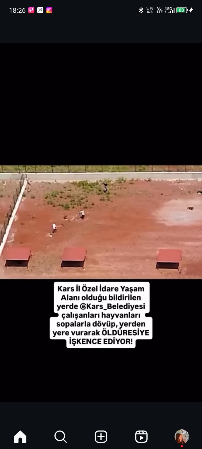 Barınaklarda hayvanlara işkence edenlere neden göz yumuluyor barınaklar iyi diyenlerde bu suça ortak değil mi?
