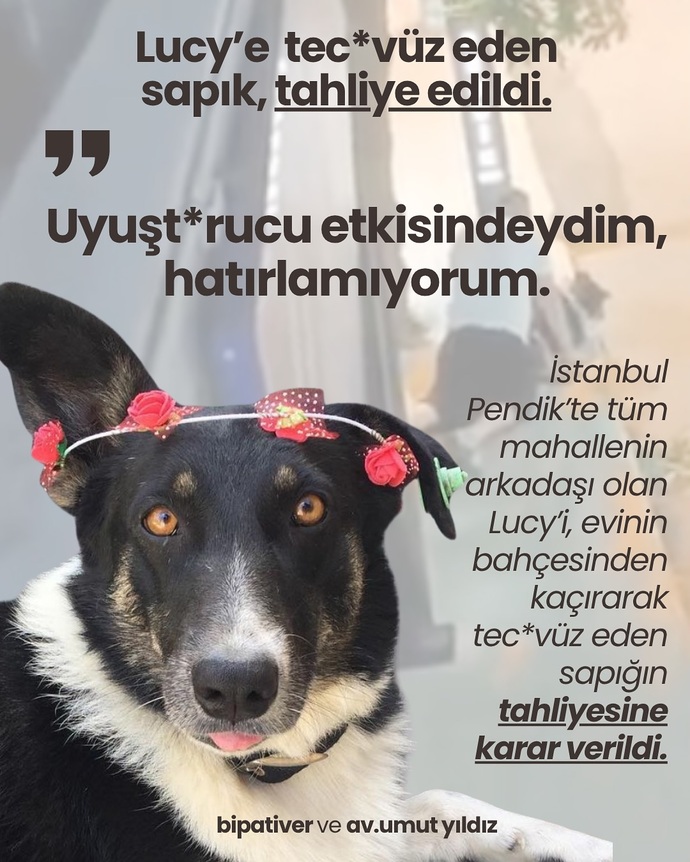 Barınaklarda hayvanlara işkence edenlere neden göz yumuluyor barınaklar iyi diyenlerde bu suça ortak değil mi?