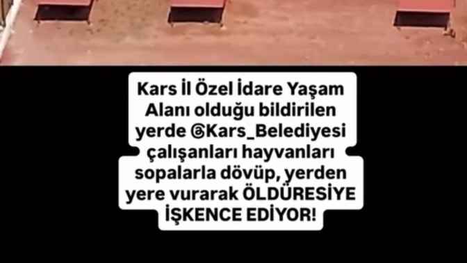 Barınaklarda hayvanlara işkence edenlere neden göz yumuluyor barınaklar iyi diyenlerde bu suça ortak değil mi?