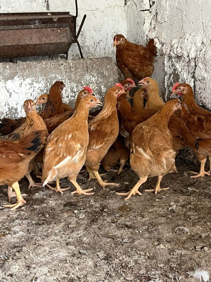 🐔 Tavukların Sandığınızdan Çok Daha Zekî Olduğunu Biliyormuydunuz?