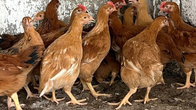 🐔 Tavukların Sandığınızdan Çok Daha Zekî Olduğunu Biliyormuydunuz?