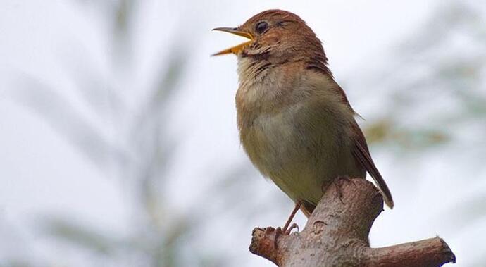 Neyin sesini en çok seviyorsunuz?
