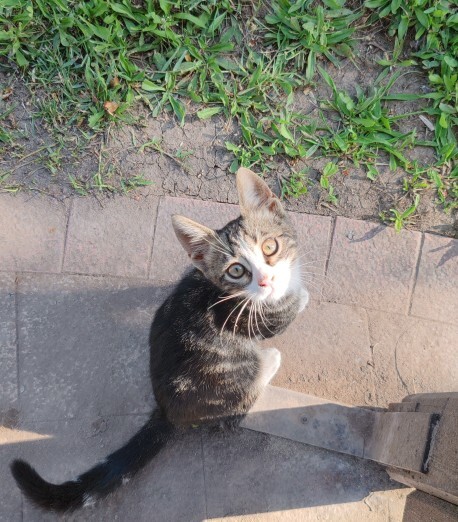 Kedilerle aranız nasıl😺?