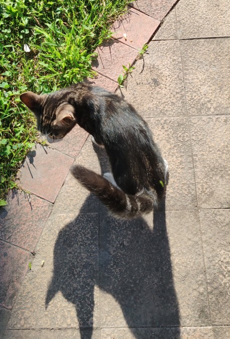 Kedilerle aranız nasıl😺?