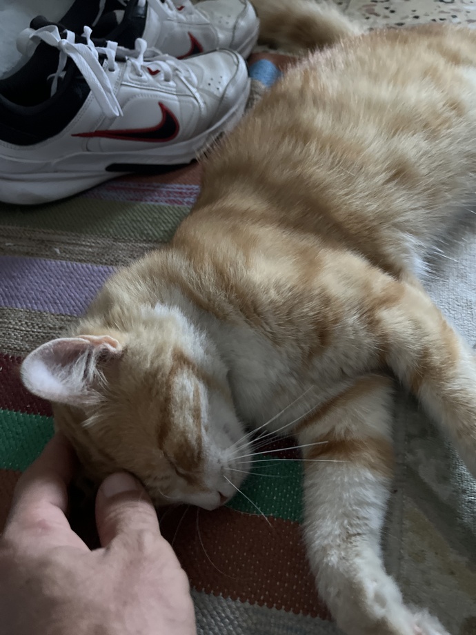 Kedilerle aranız nasıl😺?