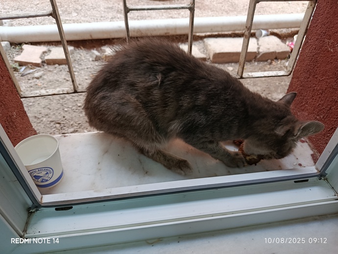Kedilerle aranız nasıl😺?