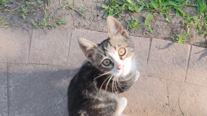 Kedilerle aranız nasıl😺?