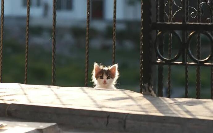 Sitede yorumlarda minnoş bi kediyken, dm'de içinizden hangi hayvan çıkıyo 🤣?