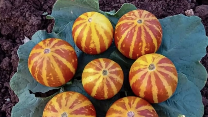 Daha önce hiç şemamok gordunuz mu?