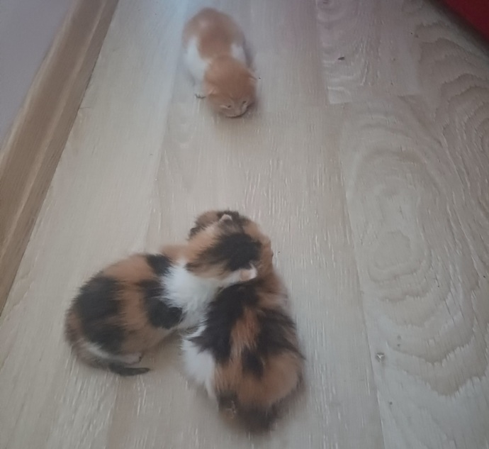 Emrivaki yapan davetsiz misafirlere karşı tepkiniz ne olurdu?