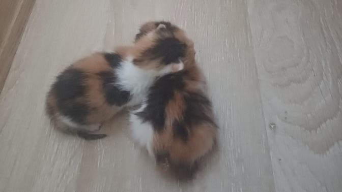 Emrivaki yapan davetsiz misafirlere karşı tepkiniz ne olurdu?