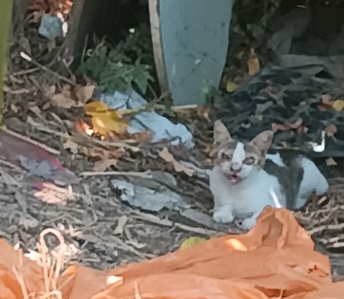 Evimin evinde böyle bir kedi var bune çok korkuyorum?