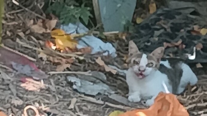 Evimin evinde böyle bir kedi var bune çok korkuyorum?