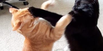 Karşı cinsin sevgilinize iltifat etmesi sizin için ayrılık sebebi midir?