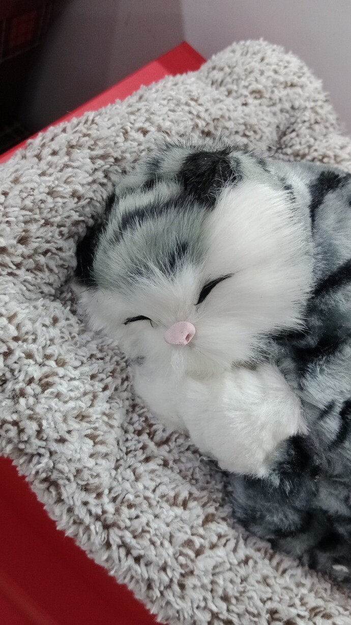 Lalabum yok ama kedim var şanslı mıyım?