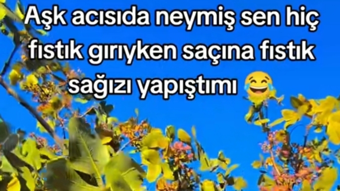 Aşk acısı mı zor, Antep fıstığı toplamak mı?