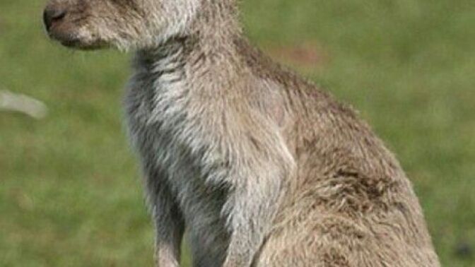 Kangurular çok tatlı değil miiii🌸🧊✨?