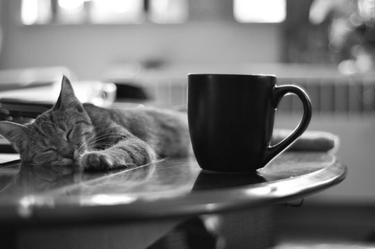 Hangisi daha iyi depresan: Kedi mi, Kahve mi?
