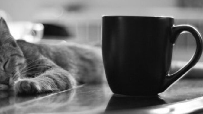 Hangisi daha iyi depresan: Kedi mi, Kahve mi?