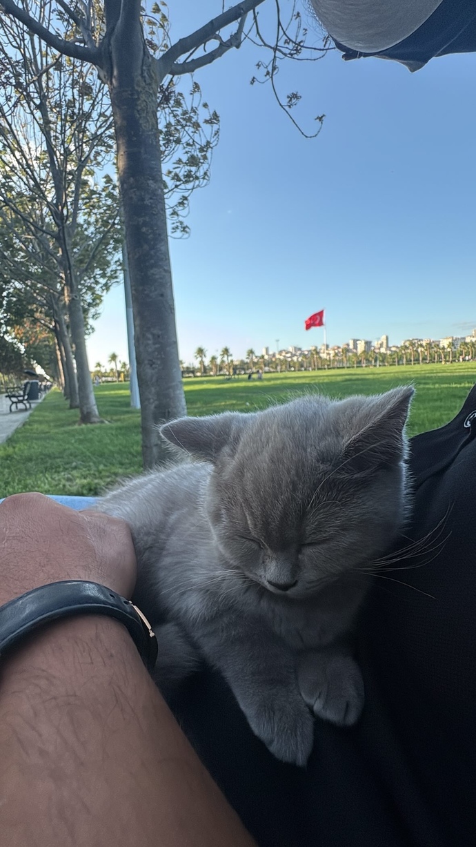 Hayvanları özellikle kedileri sever misiniz?