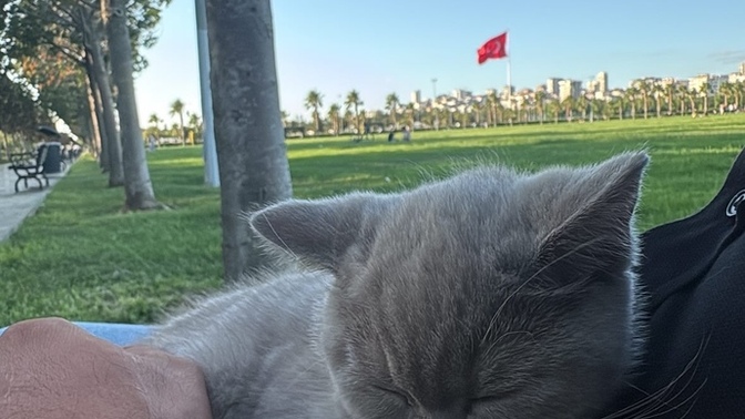 Hayvanları özellikle kedileri sever misiniz?