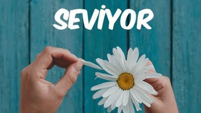 Size papatya falı bakacağım kimin sizi sevip sevmediğini söyleyeceğim? Sevgiliniz, ailenizden biri, arkadaşınız kime bakalım?
