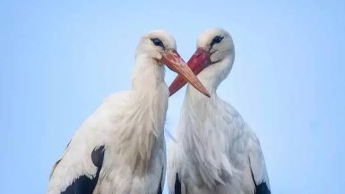 Sevgilinizle aşkınızı leylekler gibi yaşayabilmek ister miydiniz 🐦❤️🐦?