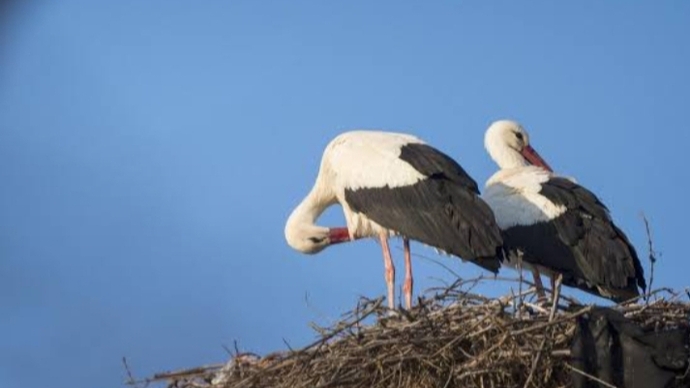 Sevgilinizle aşkınızı leylekler gibi yaşayabilmek ister miydiniz 🐦❤️🐦?