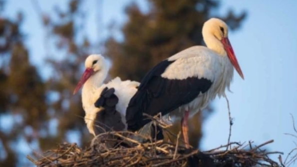 Sevgilinizle aşkınızı leylekler gibi yaşayabilmek ister miydiniz 🐦❤️🐦?