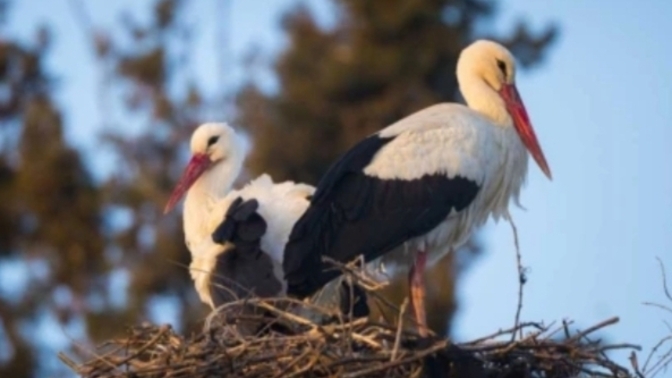 Sevgilinizle aşkınızı leylekler gibi yaşayabilmek ister miydiniz 🐦❤️🐦?