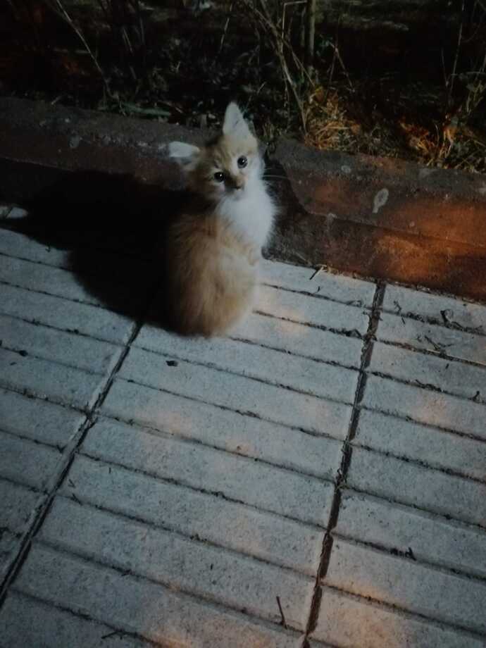 Yavru hayvanları sever misiniz?