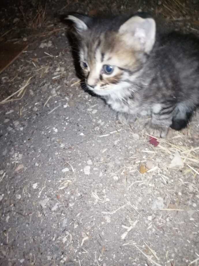 Yavru hayvanları sever misiniz?
