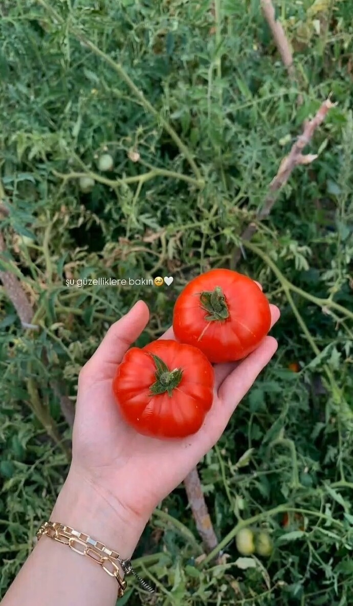 Bahçeden toplamak mı marketten almak mı?
