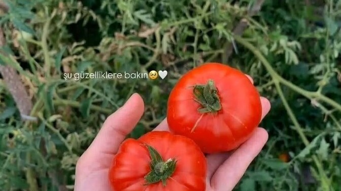 Bahçeden toplamak mı marketten almak mı?