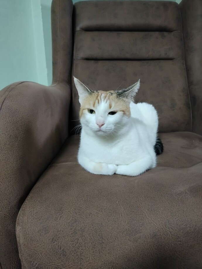 Teyzemin kedisi sizce de Pikachuya benzemiyor mu?