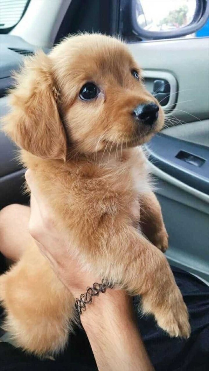 Arkadaşlar, yavru köpekler çok minnak değil mi?