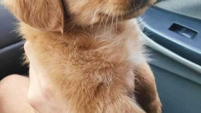 Arkadaşlar, yavru köpekler çok minnak değil mi?