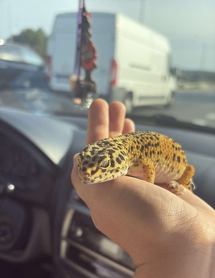 Yeni evcil hayvanım nasıl 🥰?