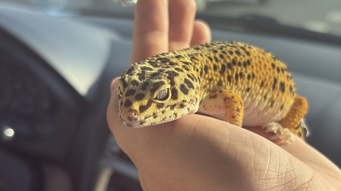 Yeni evcil hayvanım nasıl 🥰?