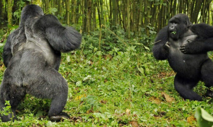 Gorillerin bu kadar güçlü olduğunu biliyor muydunuz?