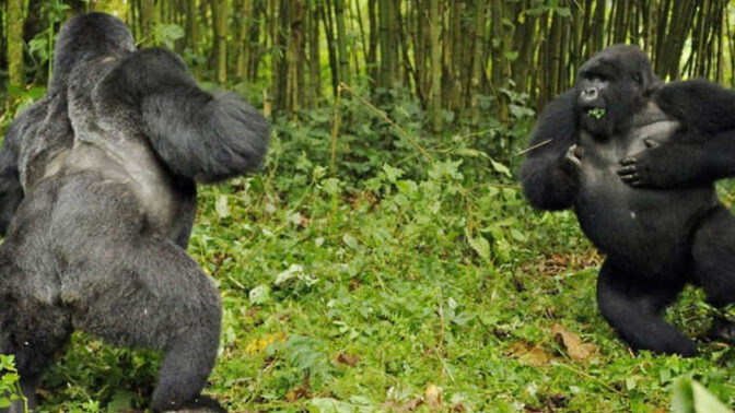 Gorillerin bu kadar güçlü olduğunu biliyor muydunuz?
