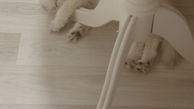 Kediler bu kadar uyur mu?