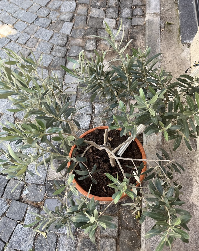 Sevdiklerinizi kime emanet edersiniz?