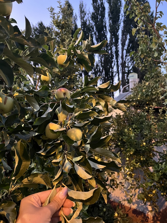 Elma topladım yiyonuz mu?