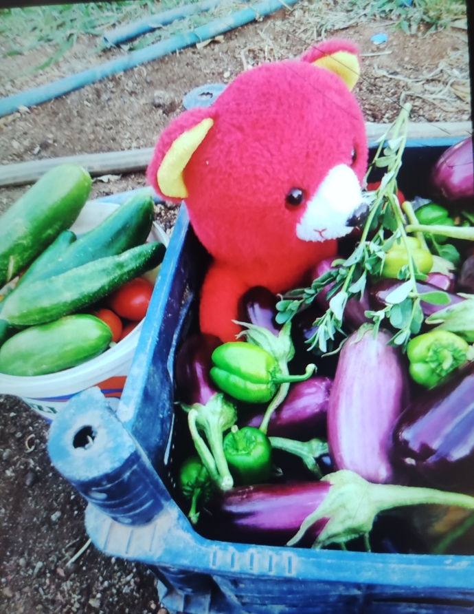 Siz ne ektiniz ne biçtiniz bilmem ama biz domates ekip ayıcık biçtik 🐻 😅
