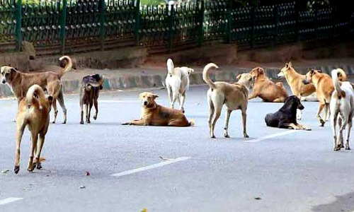 İstanbul Valiliğinin sokak köpeklerinin acilen toplatılması talimatı vermesi hakkında ne düşünüyorsunuz?