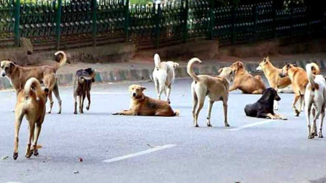 İstanbul Valiliği'nin sokak köpeklerinin acilen toplatılması talimatı vermesi hakkında ne düşünüyorsunuz?