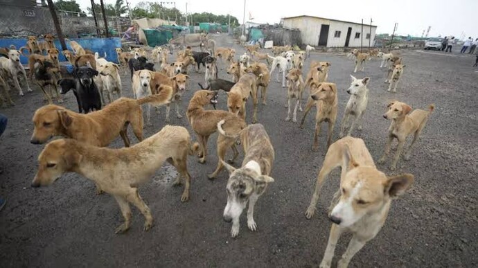 Köpekler sokaklardan toplatılmalı mı?