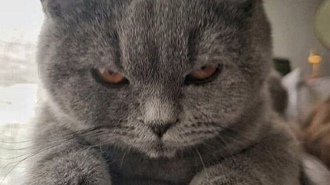 Hiç hayvan beslediniz mi?