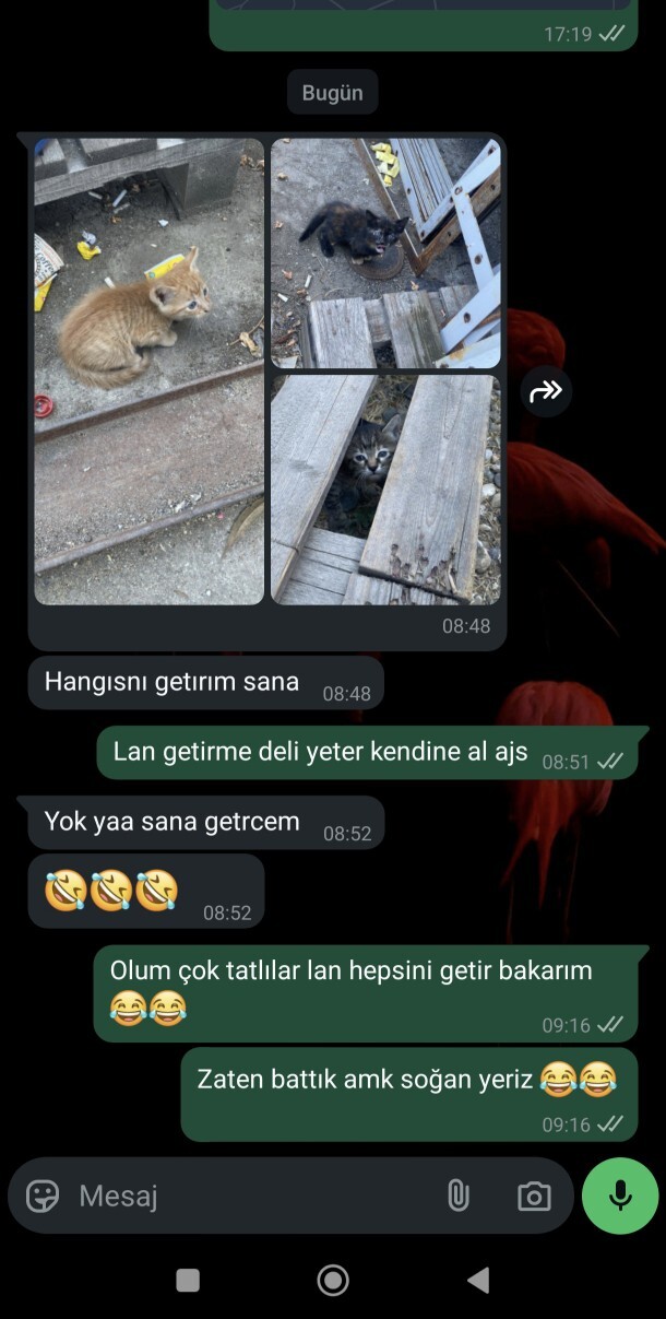 Yavru kedi görünce alasınız geliyor mu?